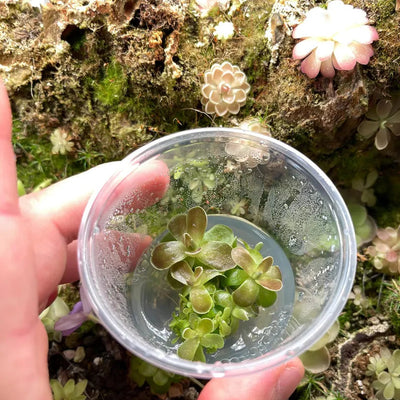Pinguicula Ehlersiae 