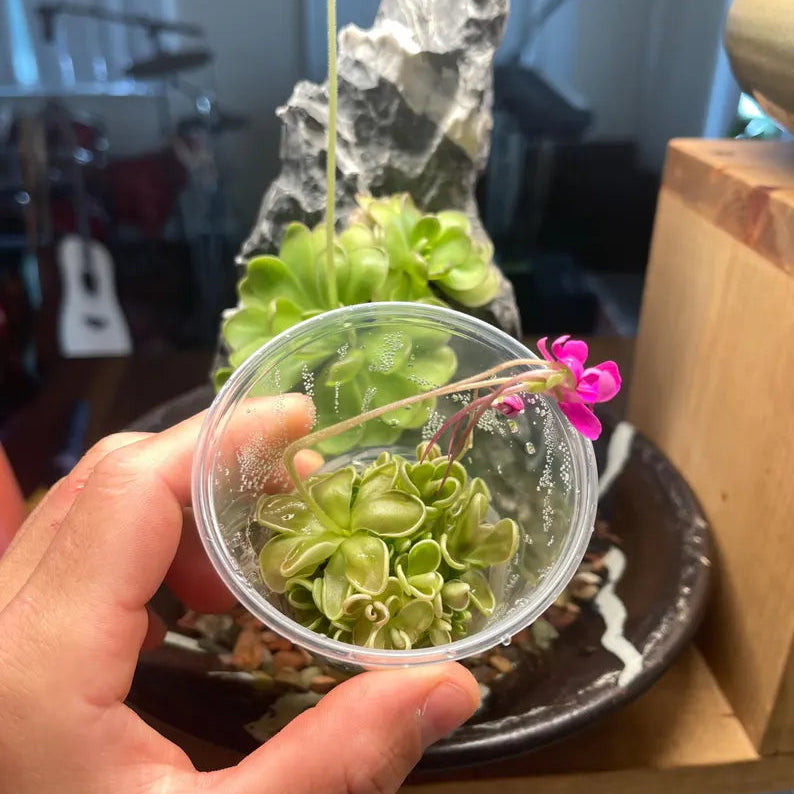 Pinguicula ehlersiae x mesophytica - Plant Tissue Culture Small (5.5 oz)
