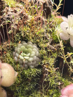 Pinguicula Cyclosecta