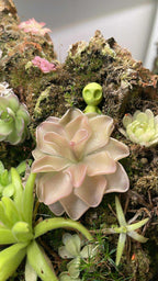Pinguicula "Pirouette"- Tissue Culture Flask Large (12oz)