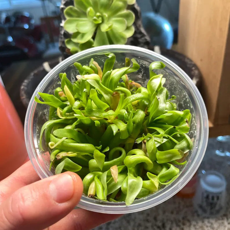 Pinguicula moctezumae x agnata - Tissue Culture, Large (12oz) Flask