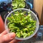 Pinguicula moctezumae x agnata - Tissue Culture, Large (12oz) Flask