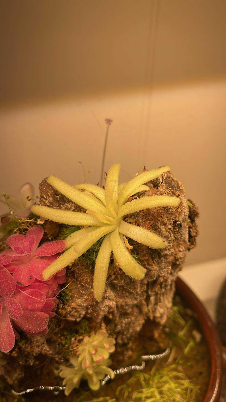Pinguicula moctezumae x agnata - Tissue Culture, Large (12oz) Flask