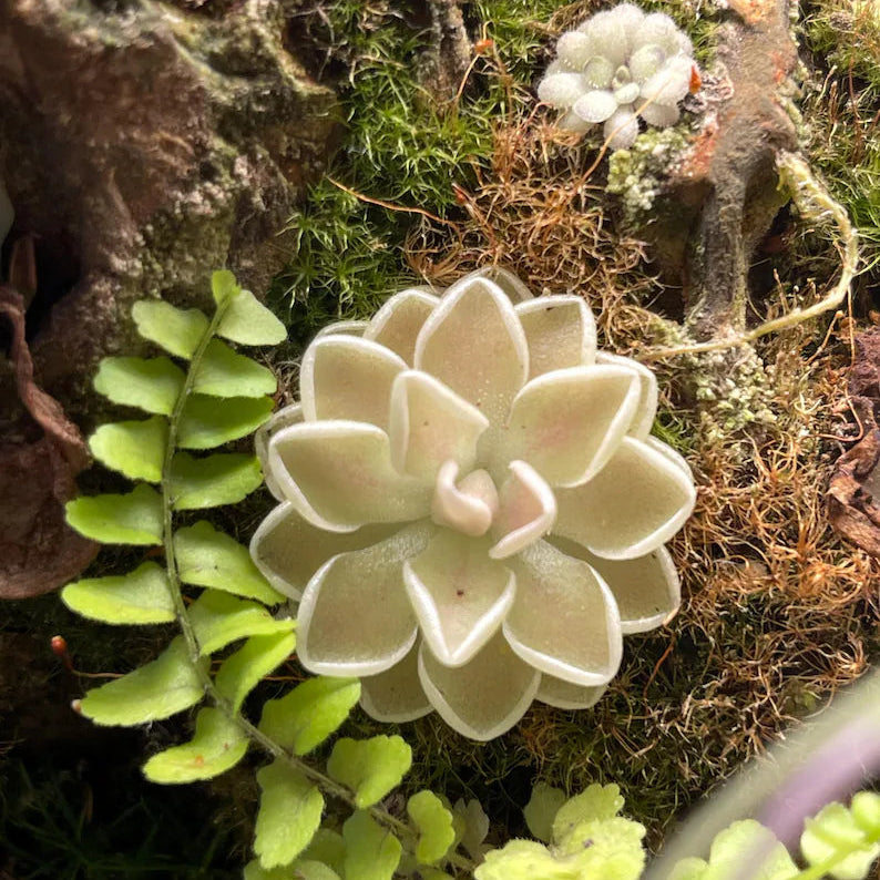 Pinguicula ehlersiae "Cotton Candy"