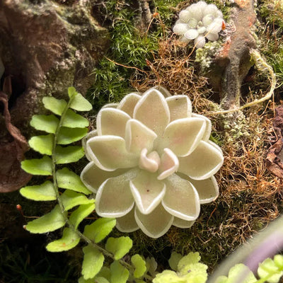 Pinguicula ehlersiae 