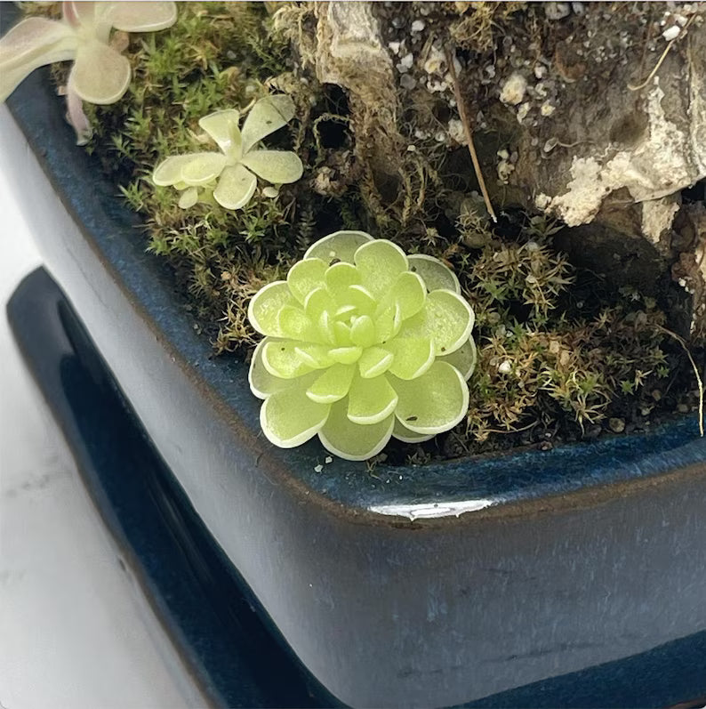 Pinguicula esseriana