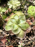 Pinguicula moranensis - Tissue Culture, Small (5.5oz) Flask
