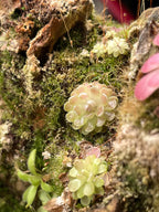 Pinguicula Ehlersiae "Victoria"