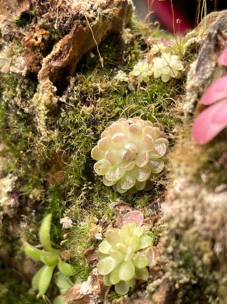 Pinguicula Ehlersiae "Victoria"