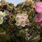 Pinguicula Ehlersiae "Victoria"