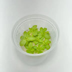 Pinguicula Leilani - Tissue Culture, Small (5.5oz) Flask