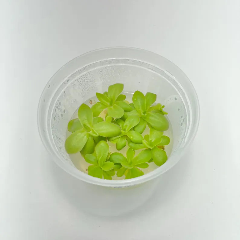 Pinguicula Leilani - Tissue Culture, Small (5.5oz) Flask