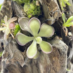 Pinguicula Moranensis molongo alba x Cyclosecta - Tissue Culture, Large (12oz) Flask