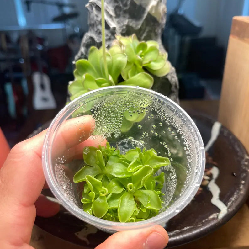 Pinguicula moranensis - Tissue Culture, Small (5.5oz) Flask