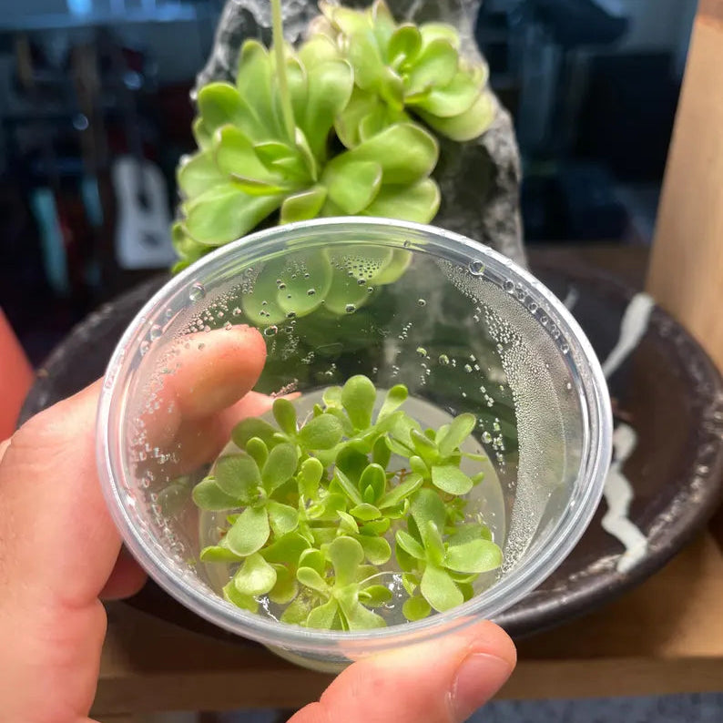 Pinguicula Leilani - Tissue Culture, Small (5.5oz) Flask