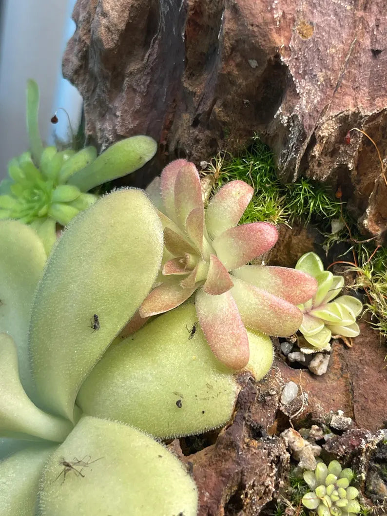 Pinguicula Aphrodite