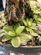 Pinguicula Razzberry Blonde
