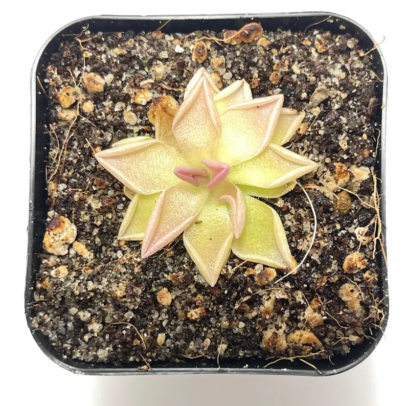 Pinguicula Estrellita - Tissue Culture Flask, Large (12 oz)