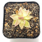 Pinguicula Estrellita - Tissue Culture Flask, Large (12 oz)