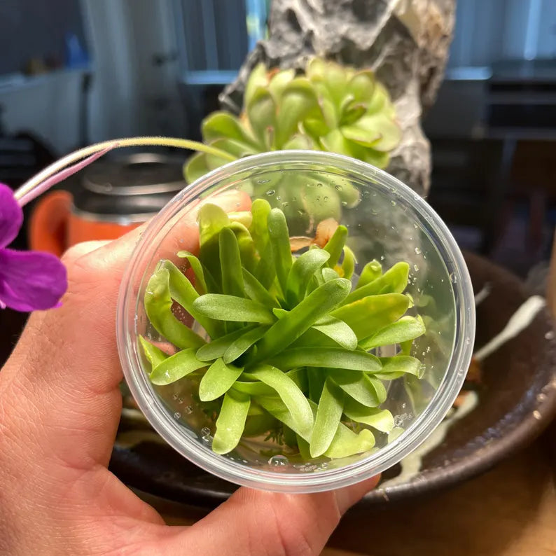 Pinguicula Aphrodite - Tissue Culture Flask, Small (5.5 oz)