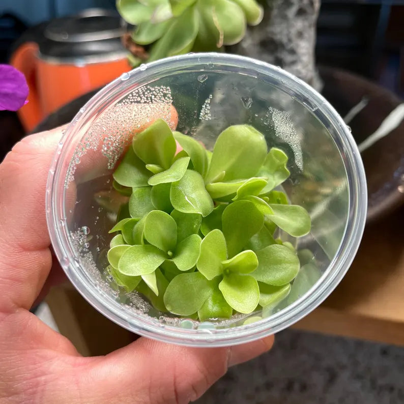 Pinguicula moranensis Caudata - Tissue Culture, Small (5.5oz) Flask