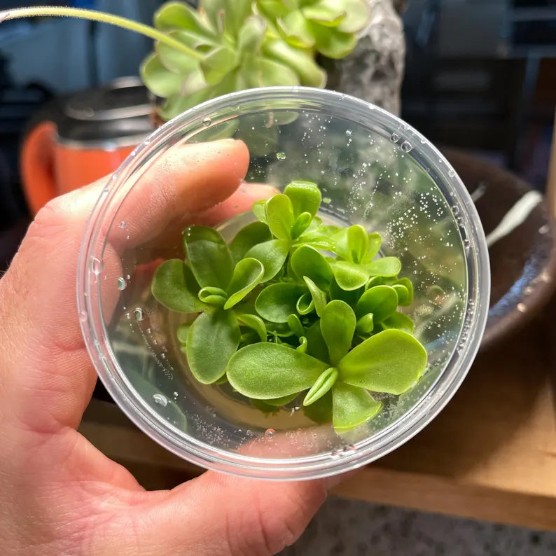 Pinguicula Mehitable - Tissue Culture, Small (5.5oz) Flask