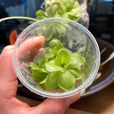 Pinguicula Kewensis - Tissue Culture, Small (5.5oz) Flask