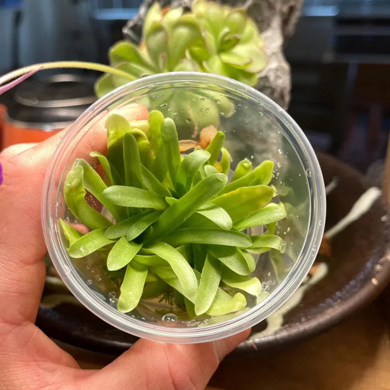 Pinguicula Moctezumae x Agnata - Tissue Culture, Small (5.5oz) Flask