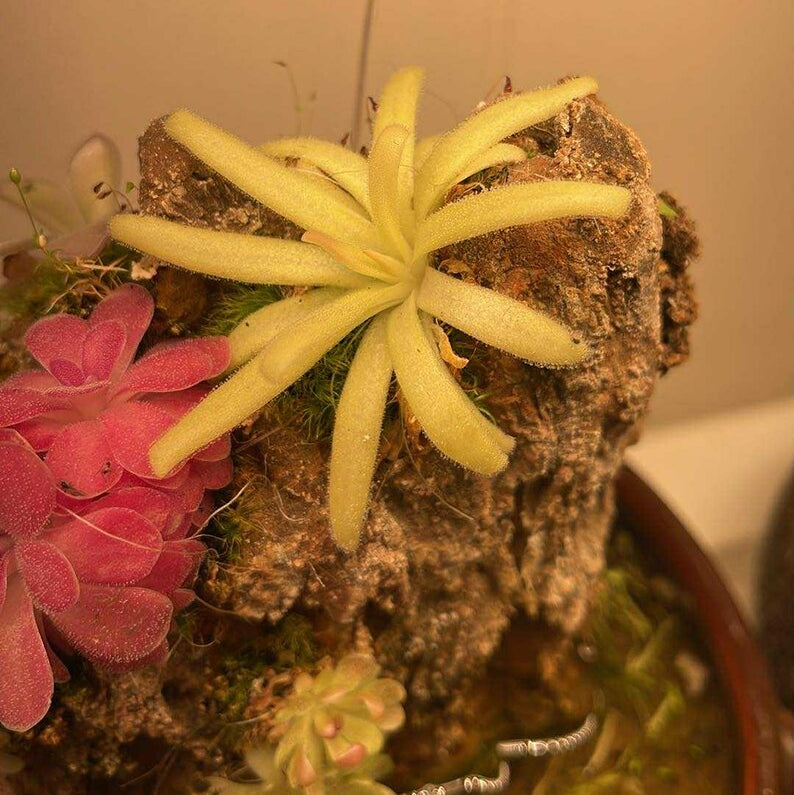 Pinguicula Moctezumae x Agnata