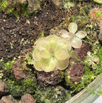 Pinguicula Moranensis- Tissue Culture Flask Large (12oz)