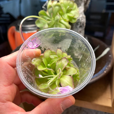 Pinguicula Moranensis molongo alba x Cyclosecta - Tissue Culture, Small (5.5oz) Flask