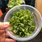 Pinguicula Debbertiana- Tissue Culture Flask Large (12oz)