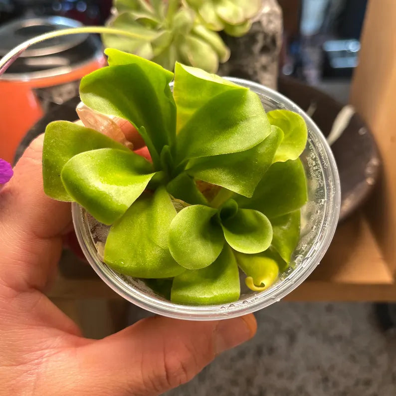 Pinguicula agnata "El Lobo" - Tissue Culture, Small (5.5oz) Flask