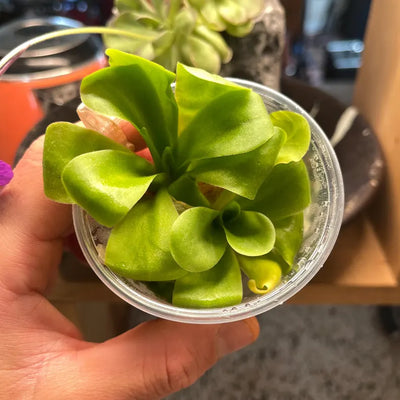 Pinguicula agnata 