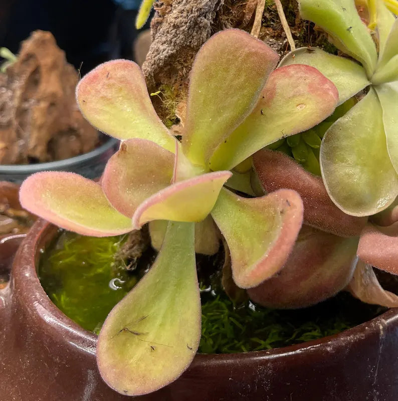 Pinguicula agnata "El Lobo" - Tissue Culture, Small (5.5oz) Flask