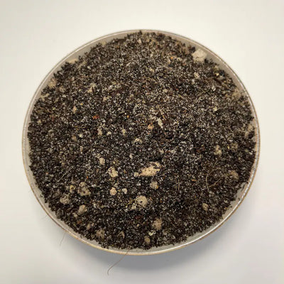 Mexican Pinguicula Soil Mix