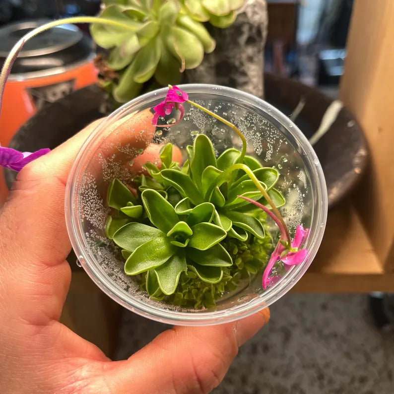 Pinguicula Estrellita - Tissue Culture Flask, Small (5.5 oz)