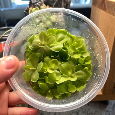 Pinguicula Weser- Tissue Culture Flask Large (12oz)