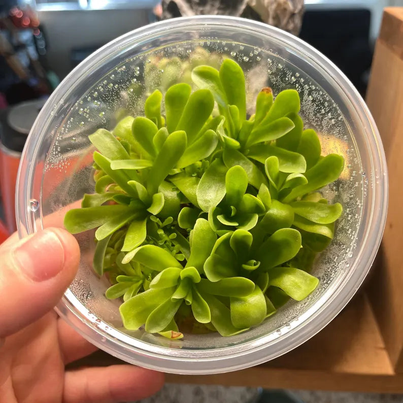 Pinguicula Agnata ‘True Blue’- Tissue Culture Flask Large (12oz)
