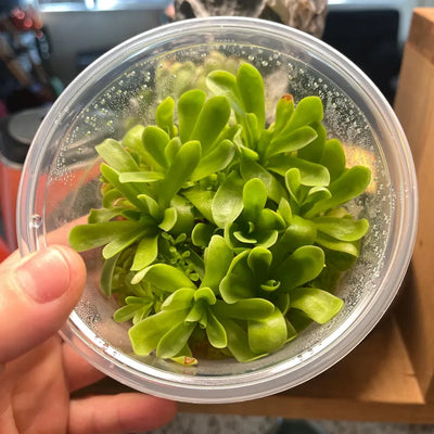 Pinguicula Agnata ‘True Blue’- Tissue Culture Flask Large (12oz)