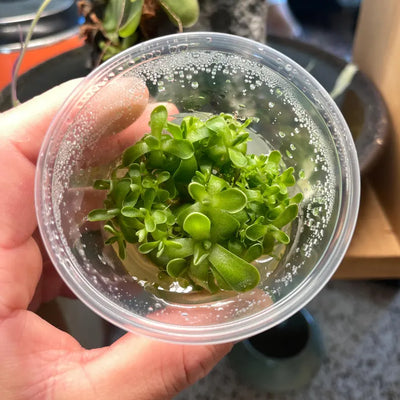 Pinguicula Debbertiana- Tissue Culture Flask Small (5.5oz)