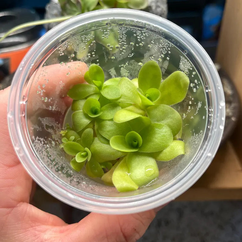 Pinguicula Agnata "Zimapan"- Tissue Culture Flask Small (5.5oz)