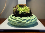 Mini Rock Display