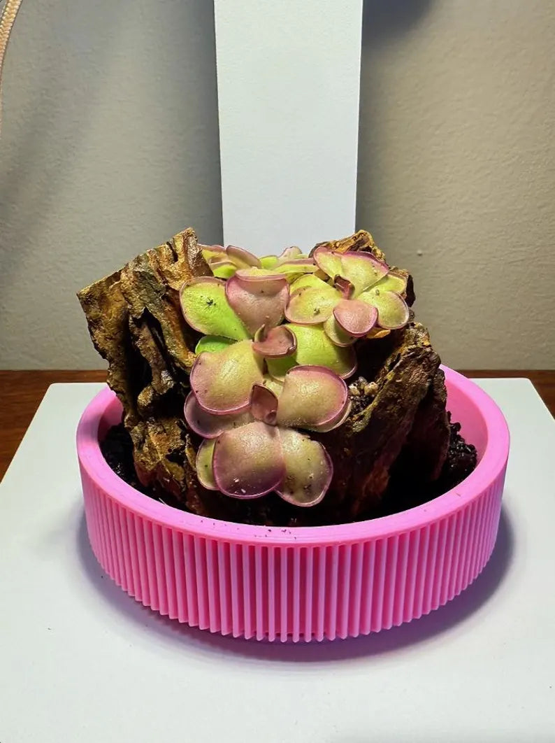 Mini Rock Display