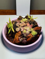 Mini Rock Display
