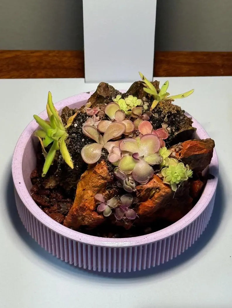 Mini Rock Display