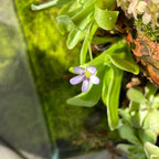 Pinguicula Agnata ‘True Blue’- Tissue Culture Flask Large (12oz)