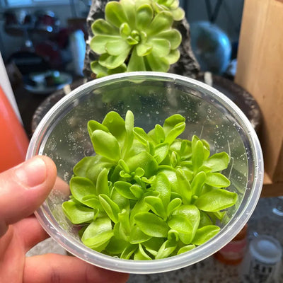 Pinguicula Moranensis- Tissue Culture Flask Large (12oz)