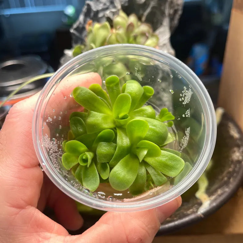 Pinguicula Agnata ‘True Blue’- Tissue Culture Flask Small (5.5oz)