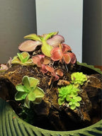 Mini Rock Display
